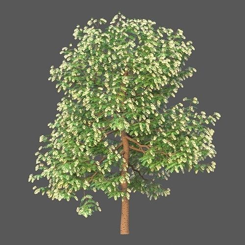 XfrogPlants Texas Ebony - Ebenopsis Ebano   3D model