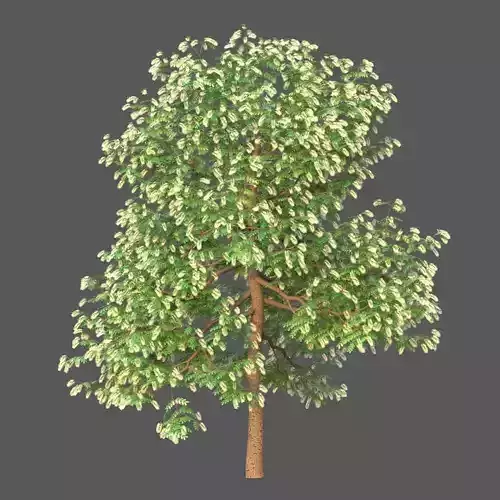 XfrogPlants Texas Ebony - Ebenopsis Ebano   3D model XfrogPlants Texas Ebony - Ebenopsis Ebano   3D model