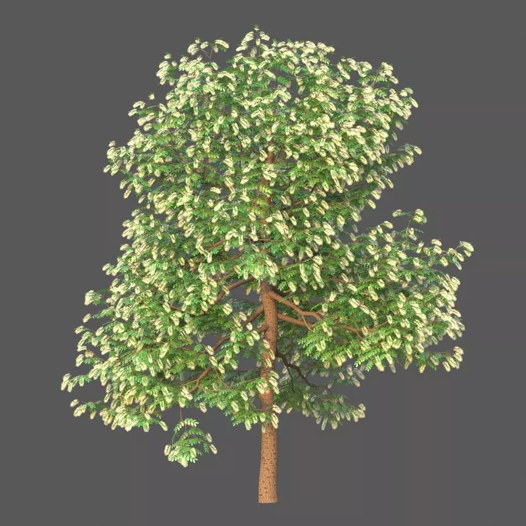 XfrogPlants Texas Ebony - Ebenopsis Ebano   3D model_0