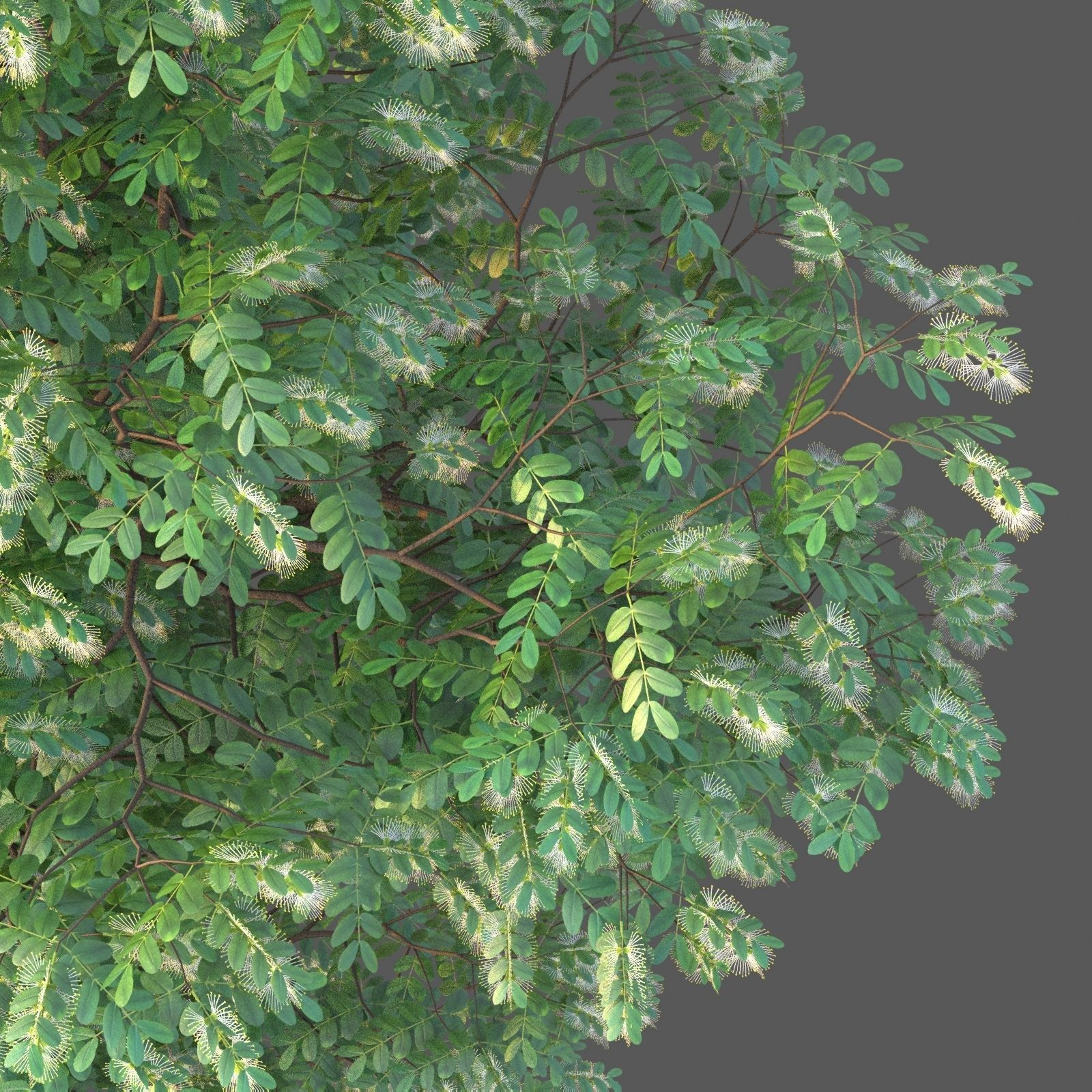 XfrogPlants Texas Ebony - Ebenopsis Ebano   3D model_3