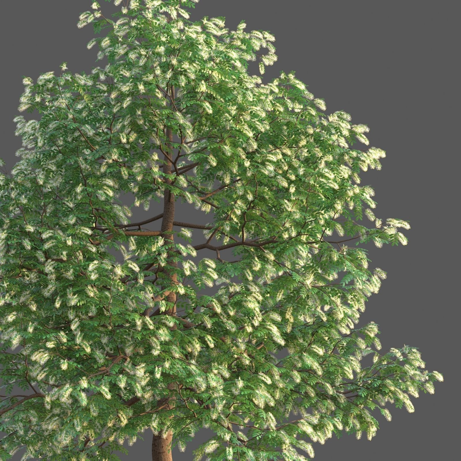 XfrogPlants Texas Ebony - Ebenopsis Ebano   3D model_2