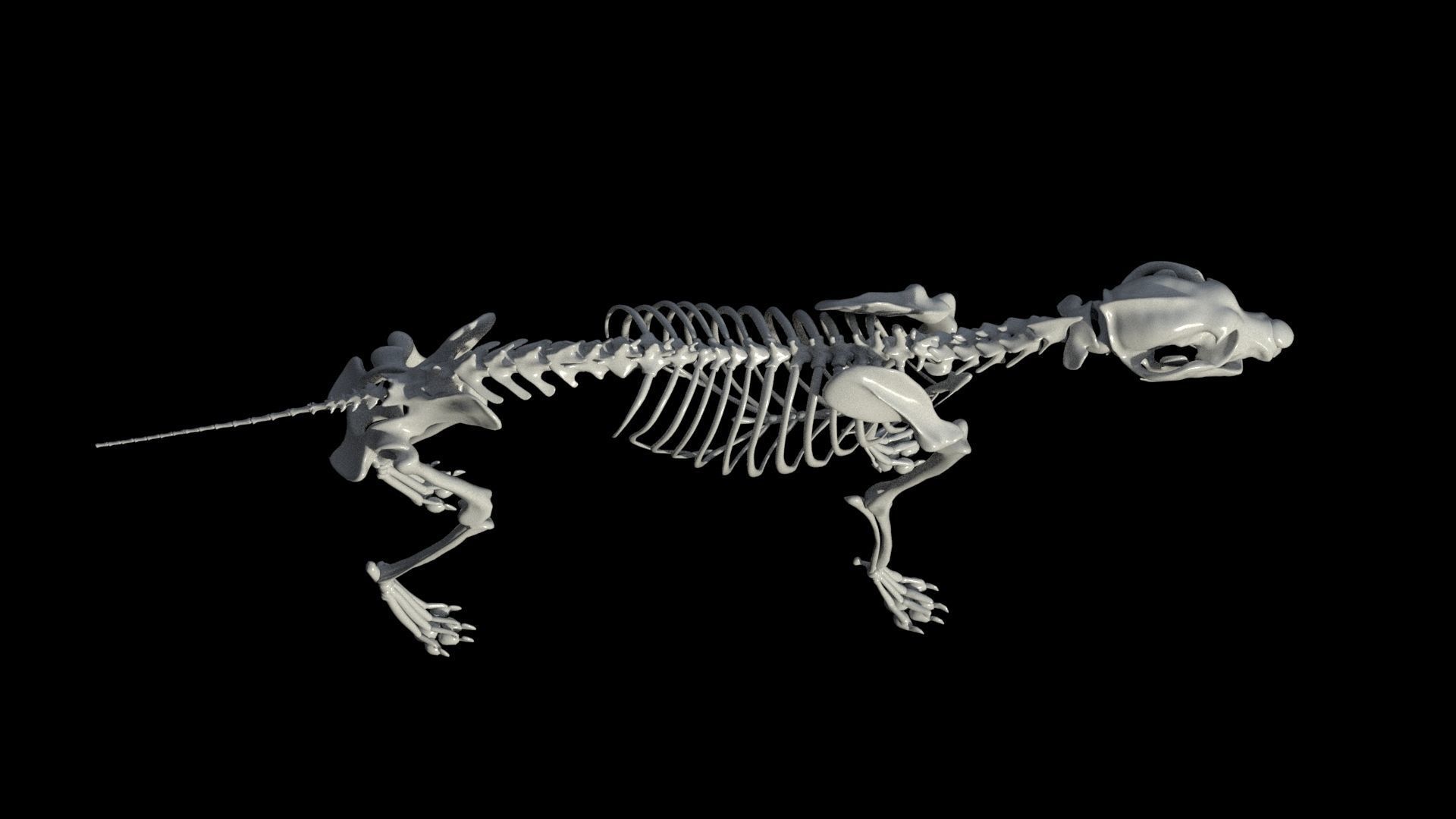 wolf skeleton 3D model_4