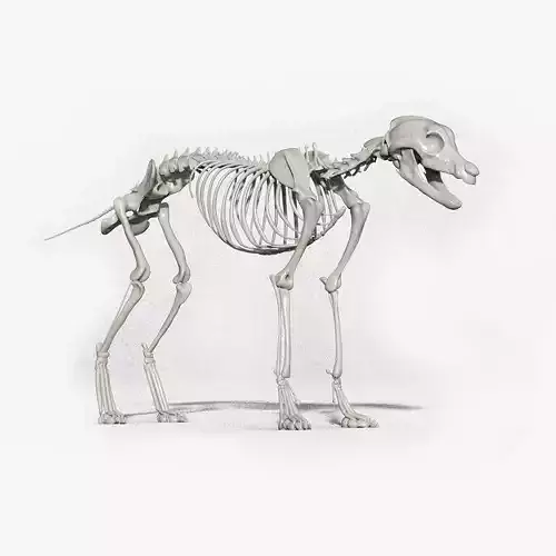 wolf skeleton