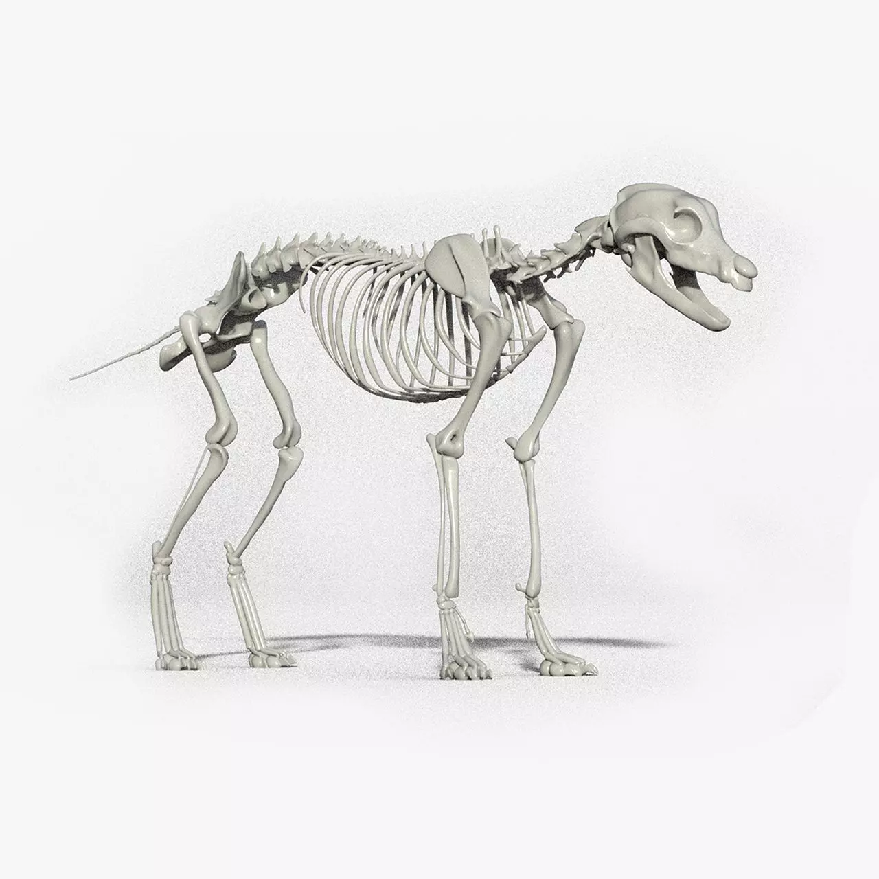 wolf skeleton 3D model_0