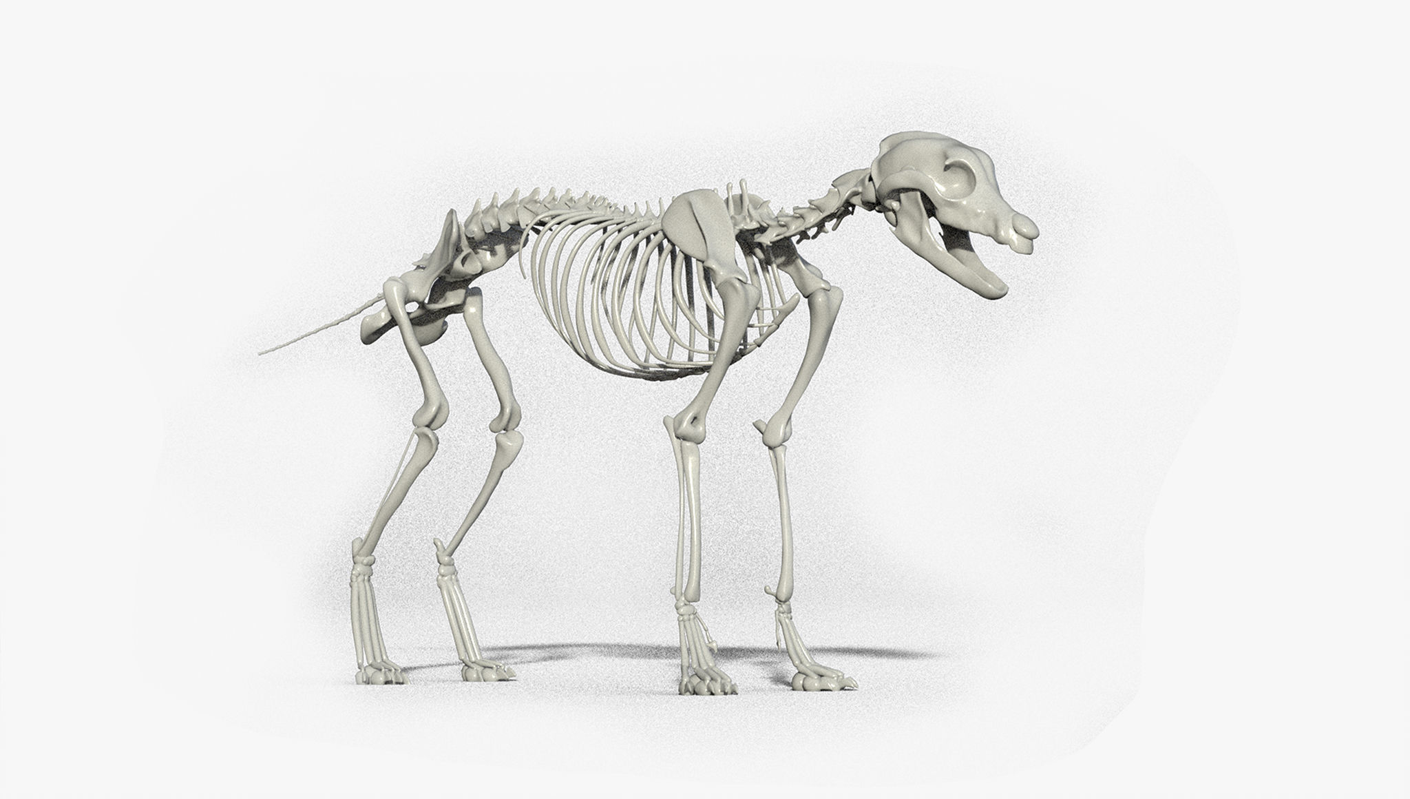 wolf skeleton 3D model_1