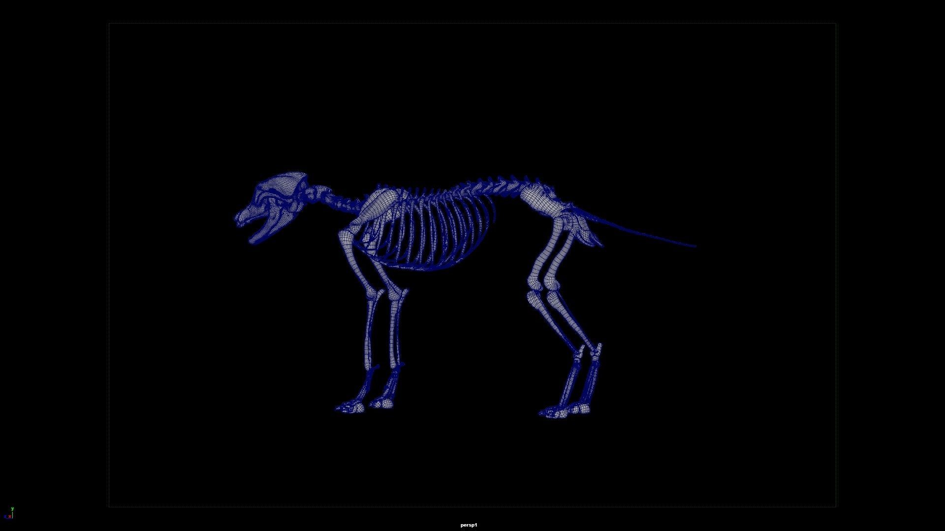 wolf skeleton 3D model_6