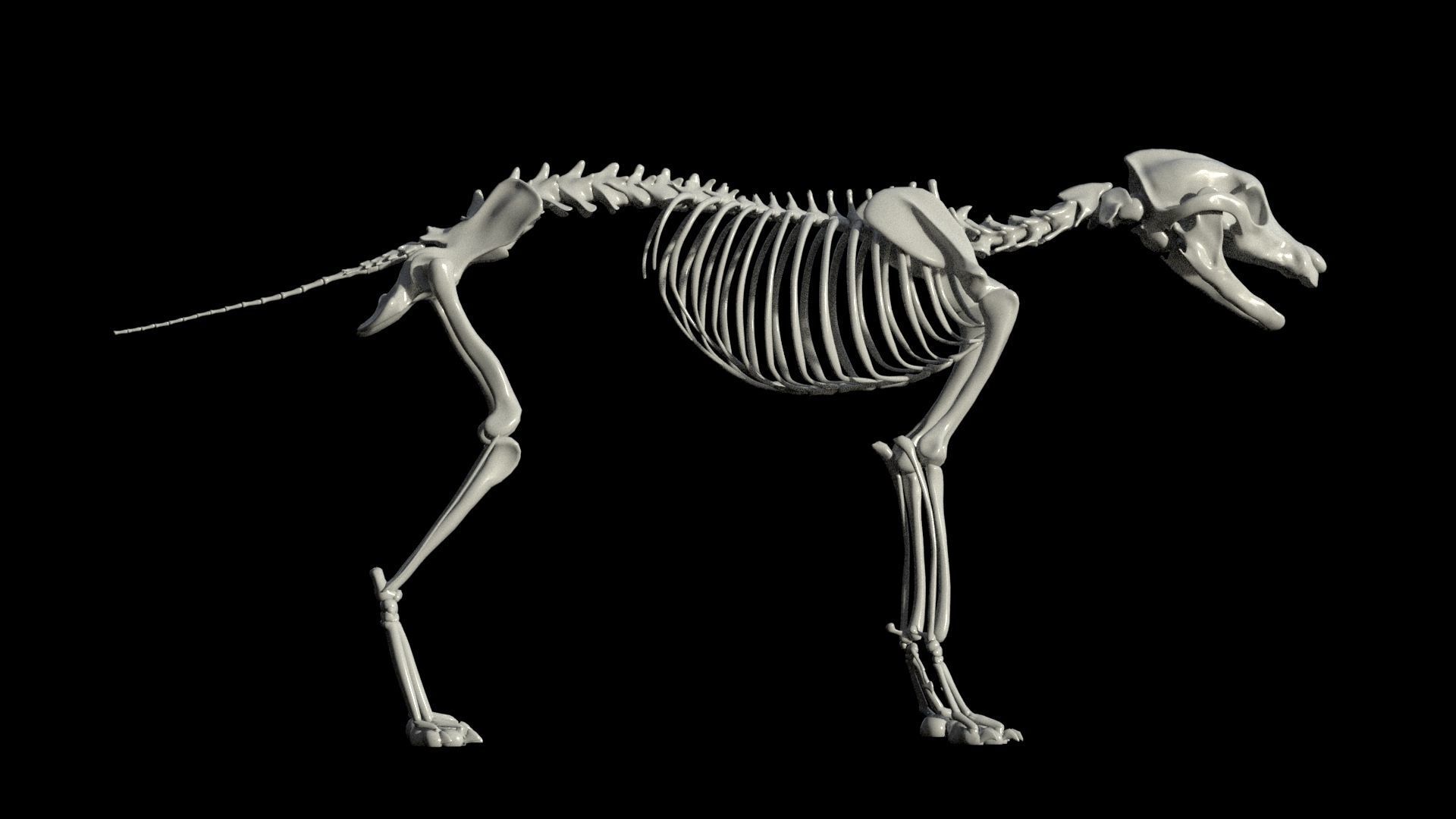 wolf skeleton 3D model_2