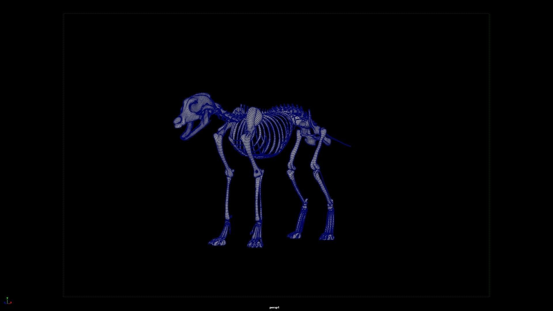 wolf skeleton 3D model_5