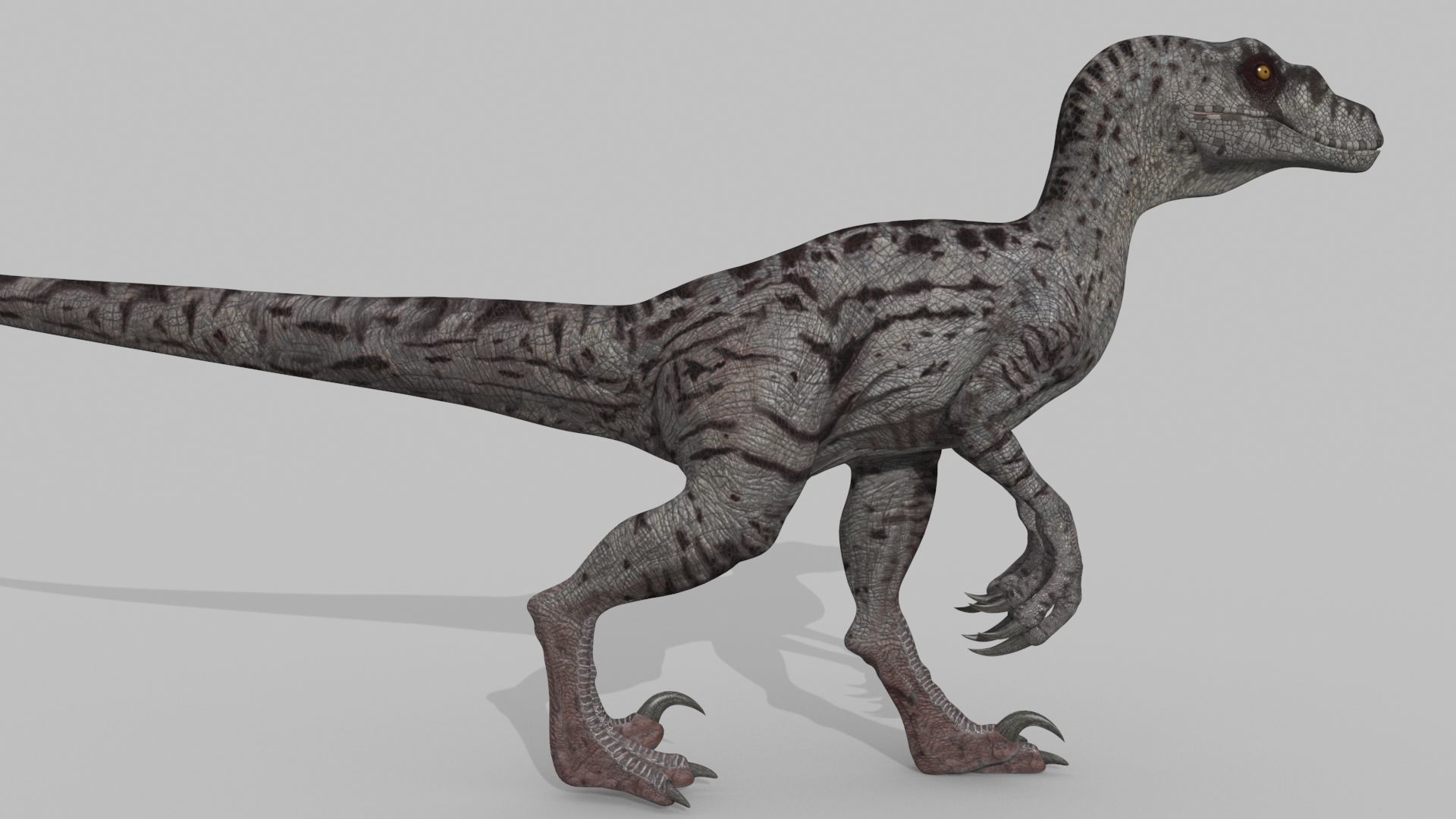 Female Alpha Raptor - 8K - Animated 3D model_31