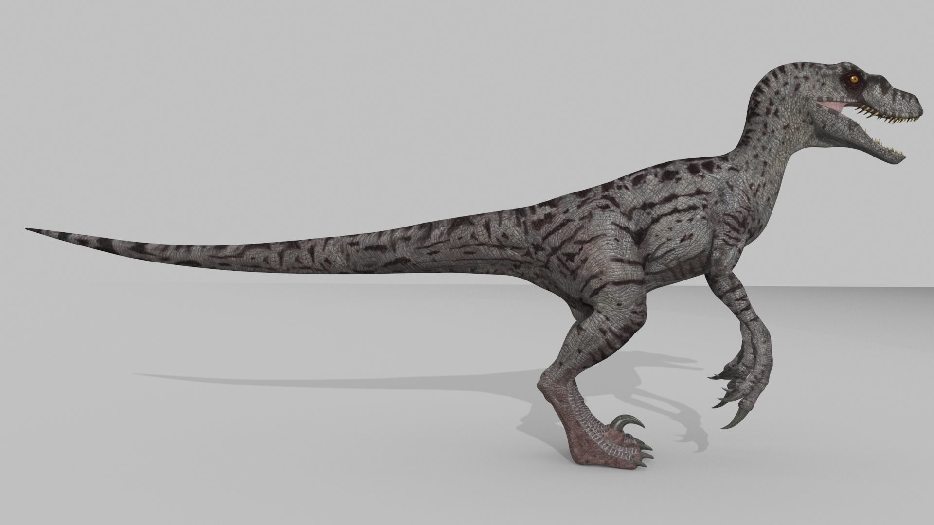 Female Alpha Raptor - 8K - Animated 3D model_30