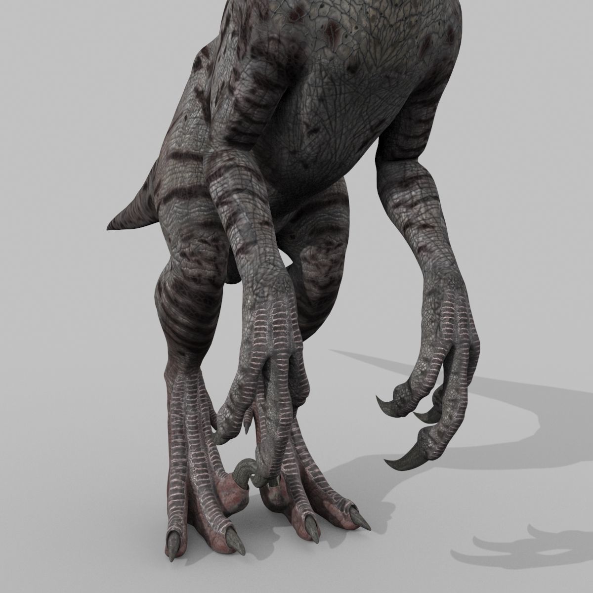 Female Alpha Raptor - 8K - Animated 3D model_40