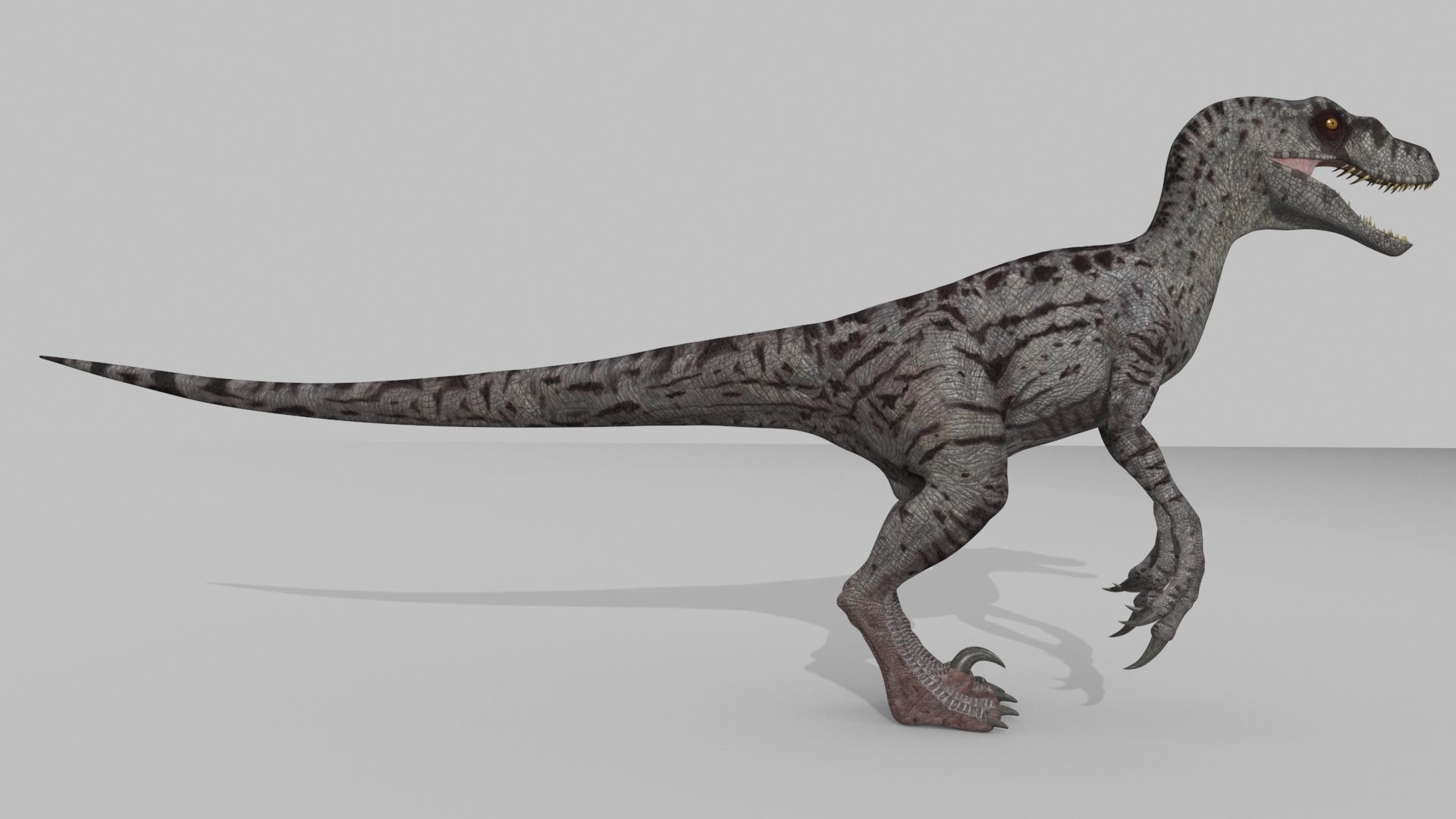 Female Alpha Raptor - 8K - Animated 3D model_13