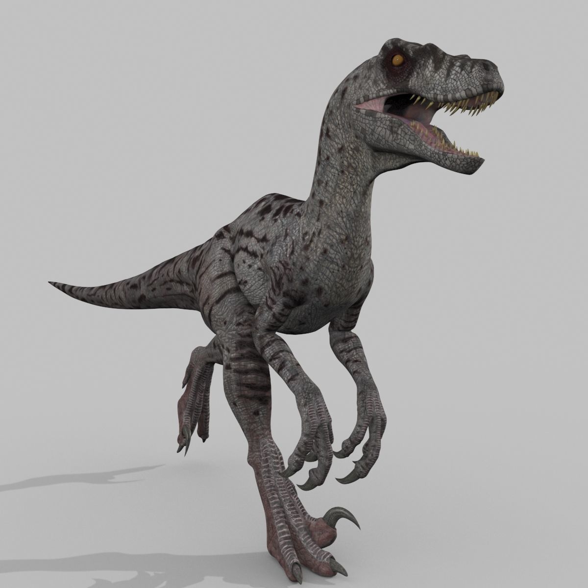 Female Alpha Raptor - 8K - Animated 3D model_33
