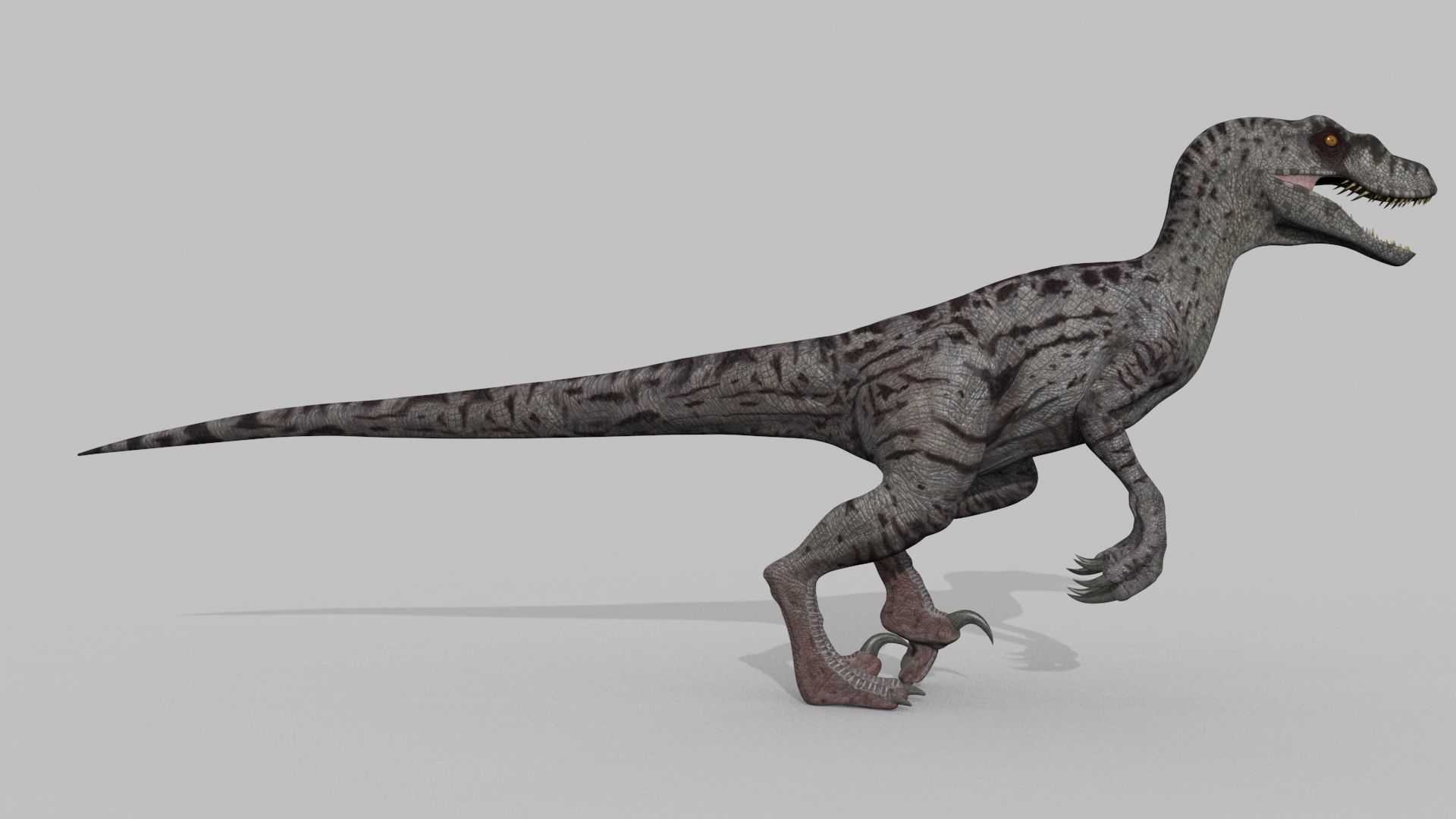 Female Alpha Raptor - 8K - Animated 3D model_36