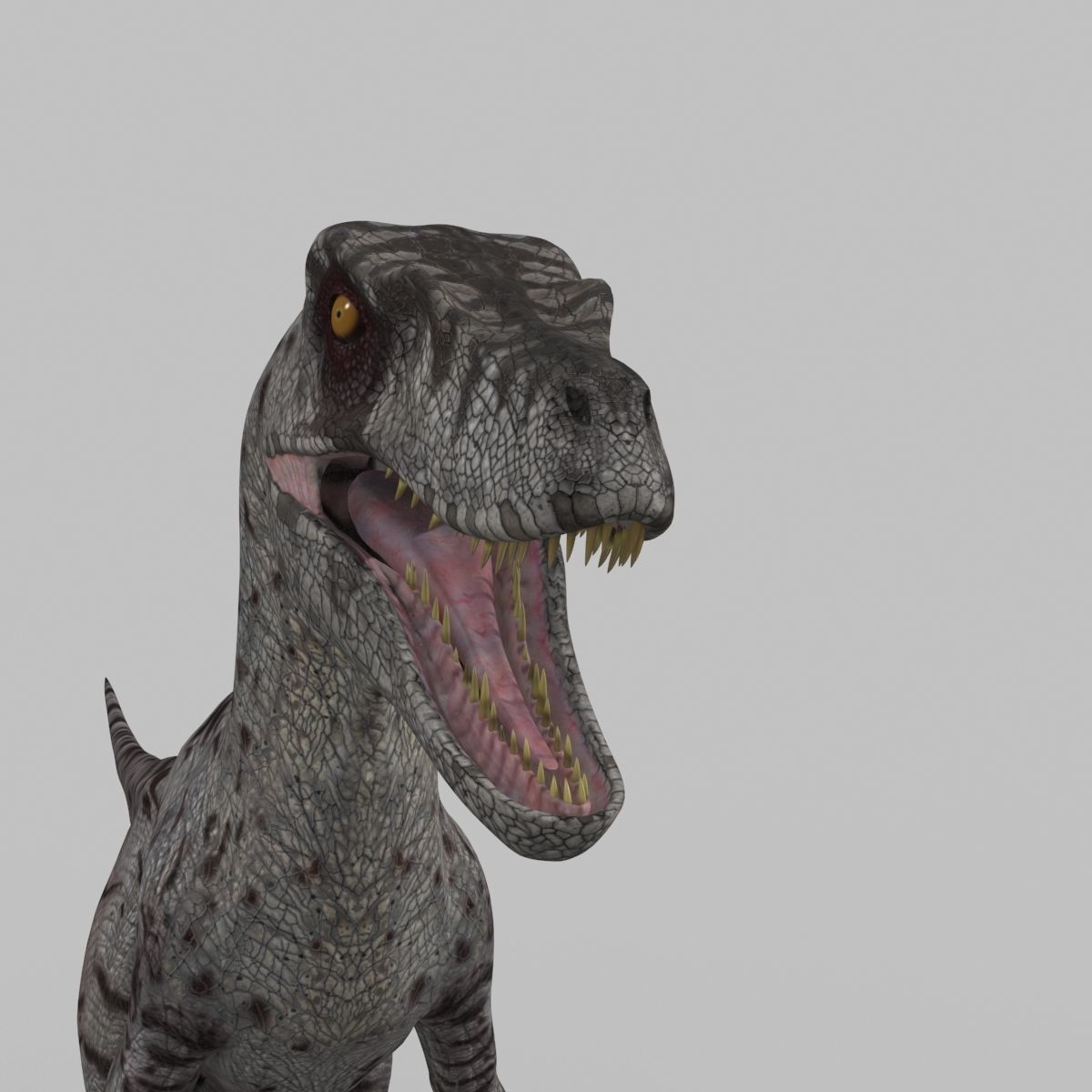 Female Alpha Raptor - 8K - Animated 3D model_22