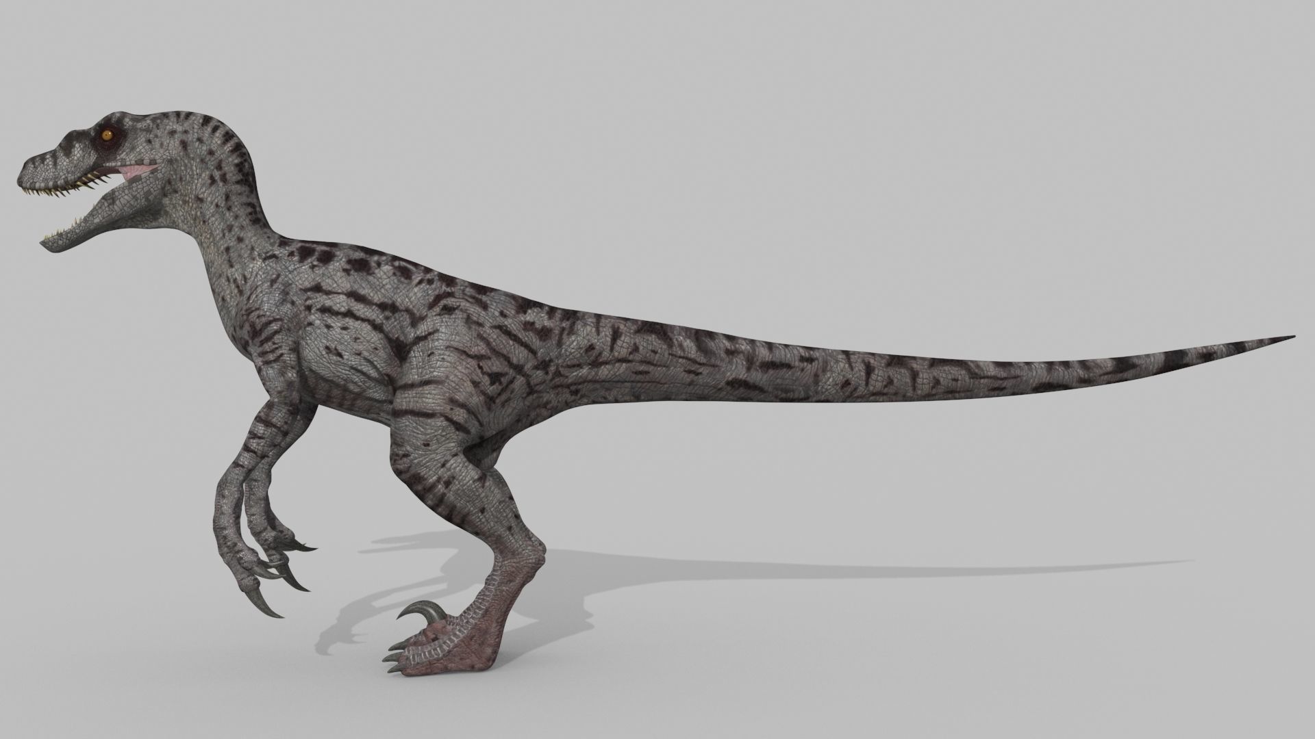 Female Alpha Raptor - 8K - Animated 3D model_21
