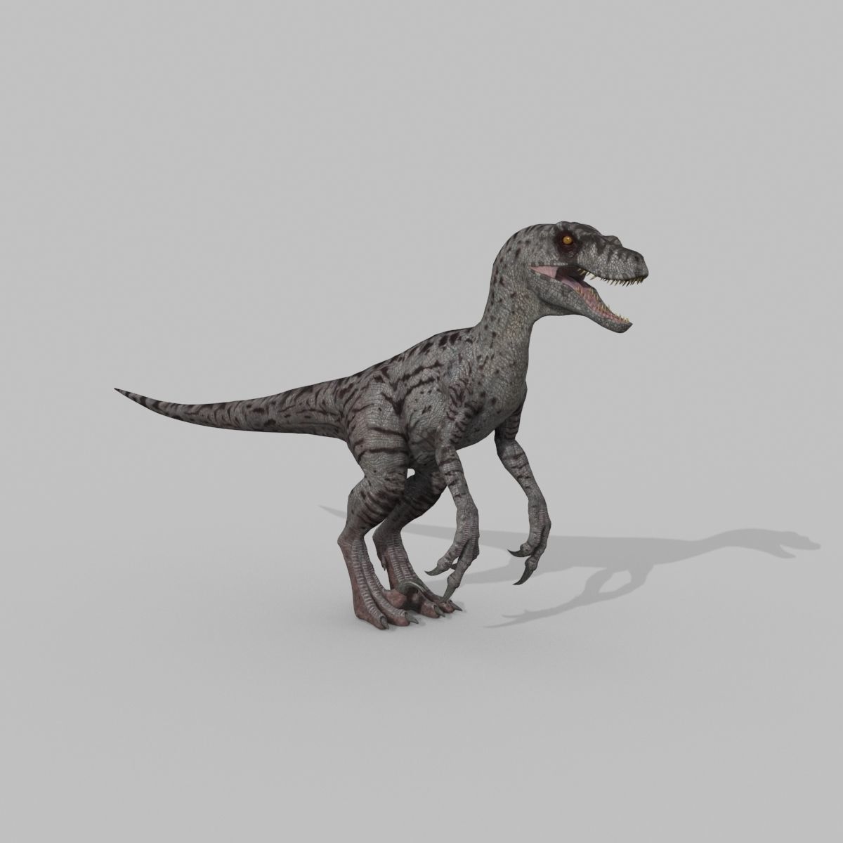 Female Alpha Raptor - 8K - Animated 3D model_37