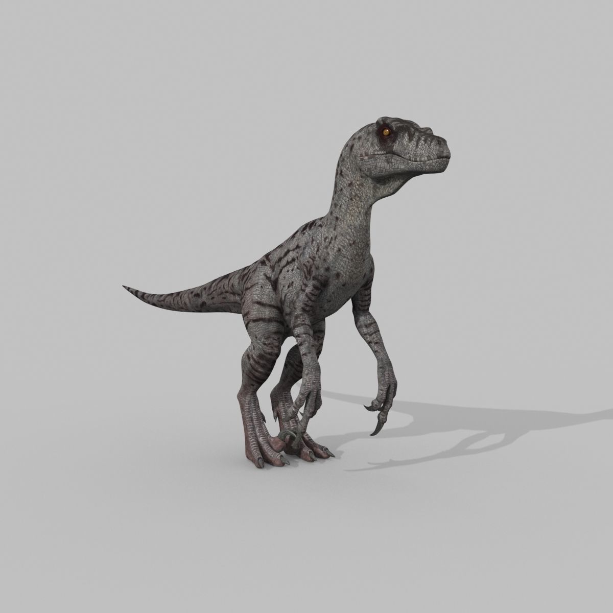 Female Alpha Raptor - 8K - Animated 3D model_14