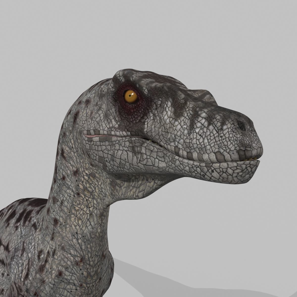 Female Alpha Raptor - 8K - Animated 3D model_19