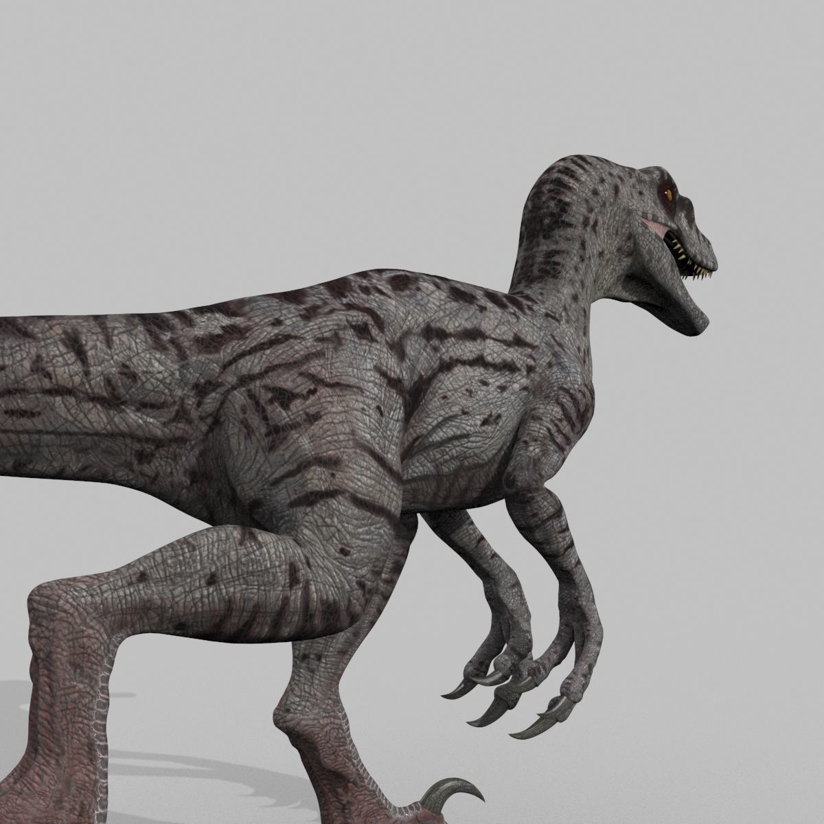Female Alpha Raptor - 8K - Animated 3D model_10