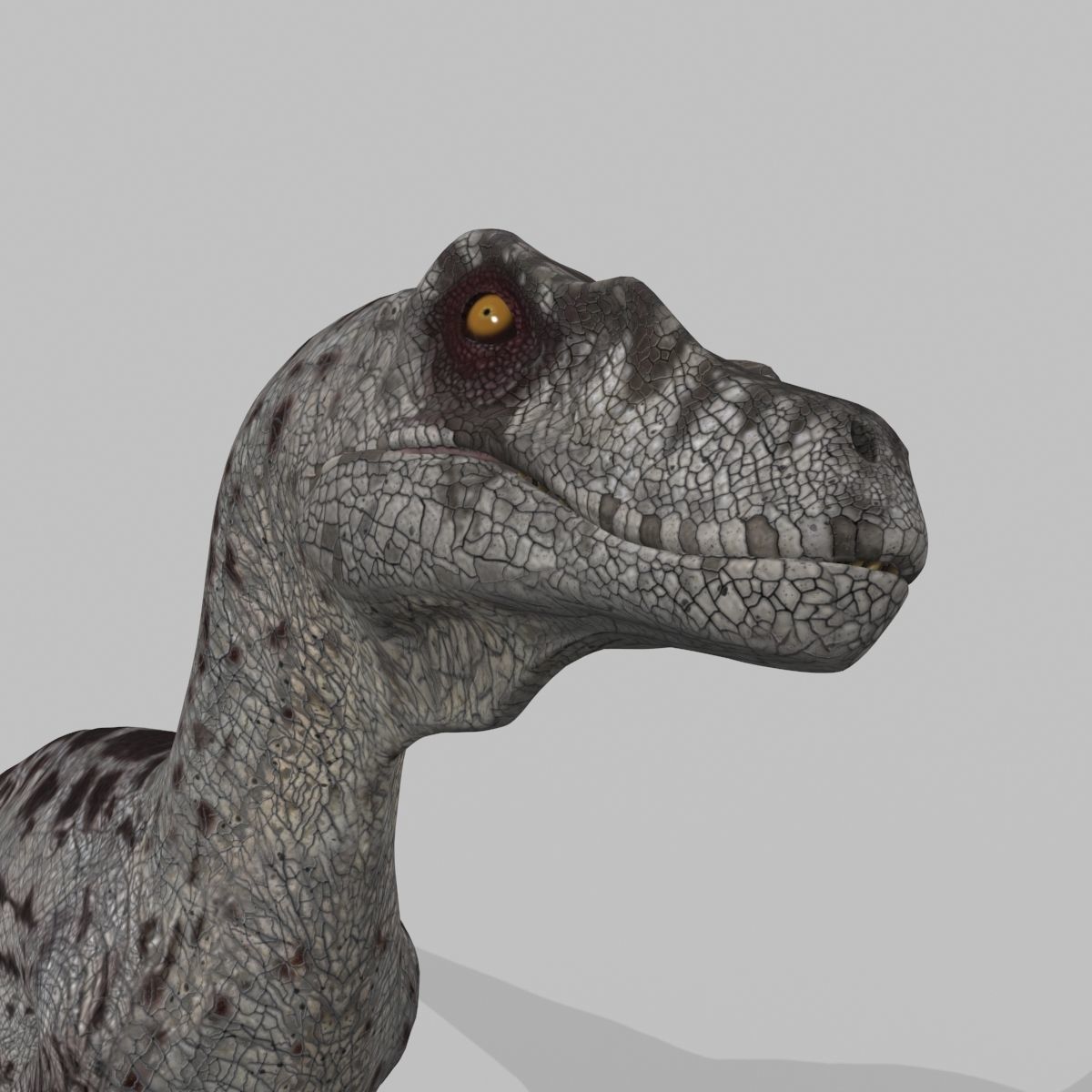 Female Alpha Raptor - 8K - Animated 3D model_12