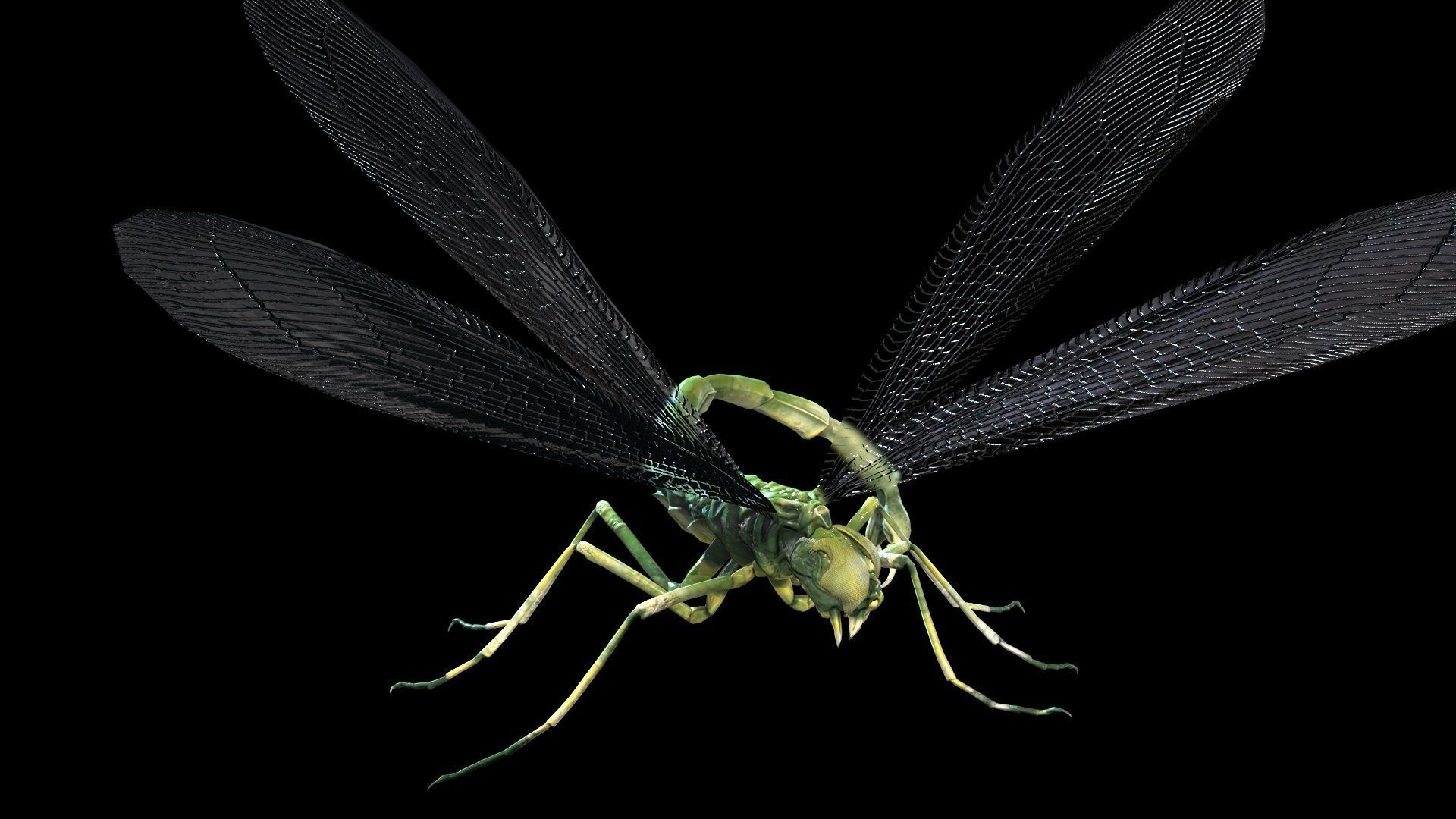 MosquitoVampire flying insect Low-poly 3D model_16
