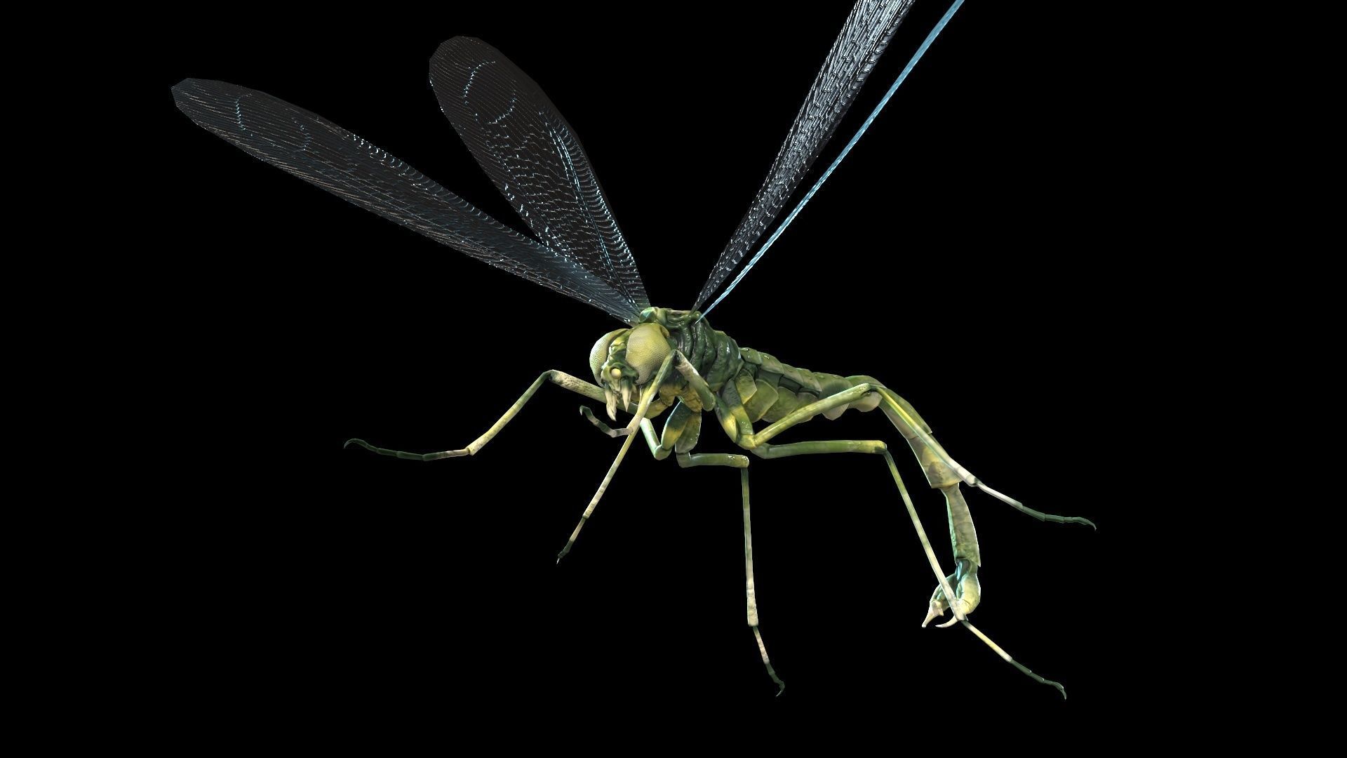 MosquitoVampire flying insect Low-poly 3D model_15