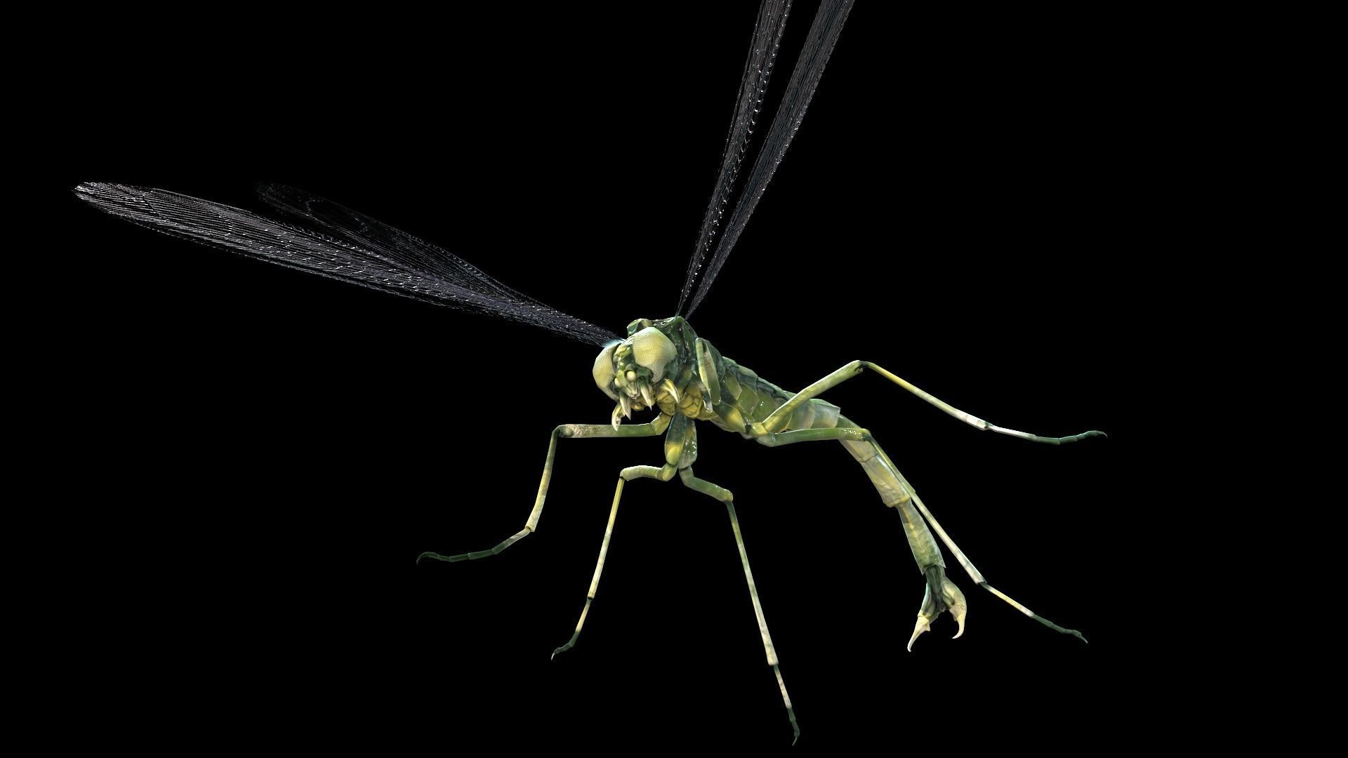 MosquitoVampire flying insect Low-poly 3D model_6