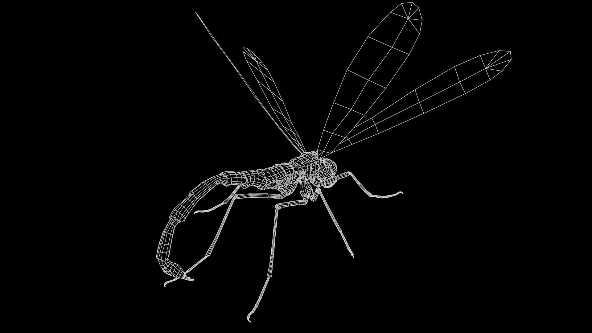MosquitoVampire flying insect Low-poly 3D model_11