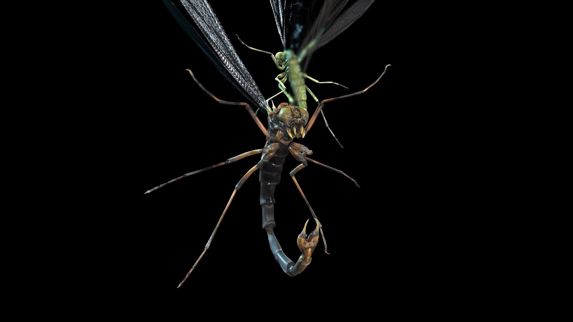 MosquitoVampire flying insect Low-poly 3D model_19