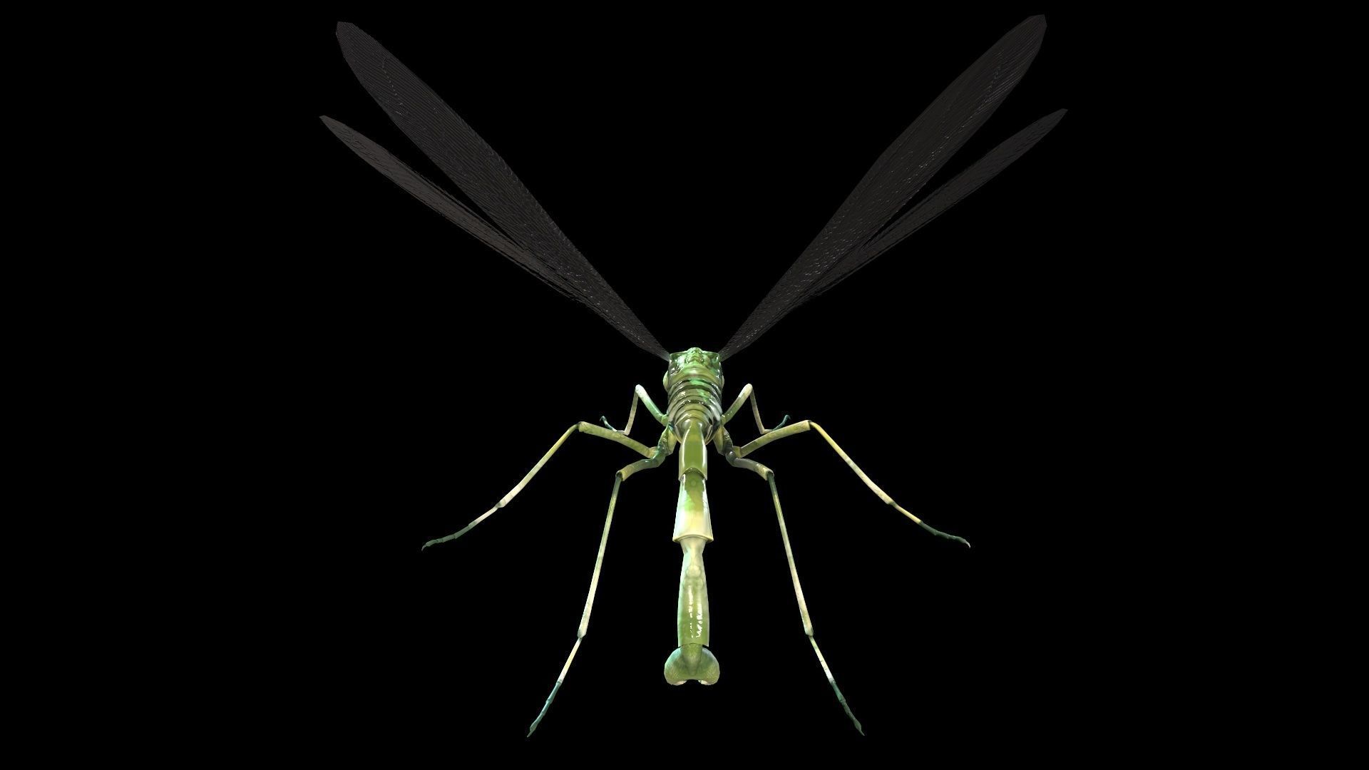 MosquitoVampire flying insect Low-poly 3D model_13