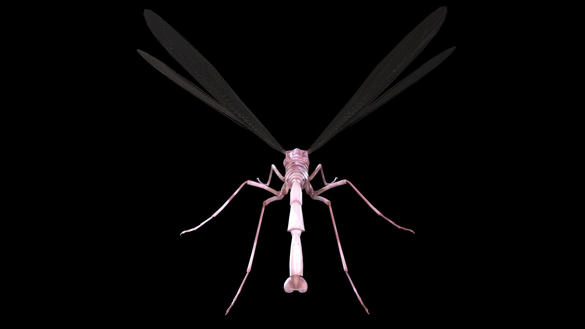 MosquitoVampire flying insect Low-poly 3D model_5