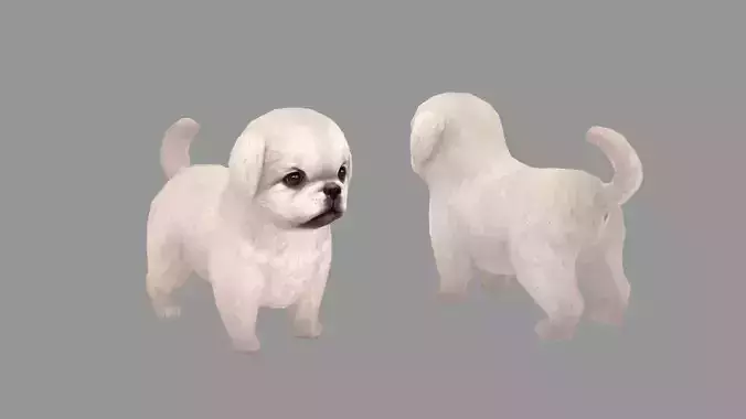 Cartoon pet puppy - White Pekingese - baby dog 