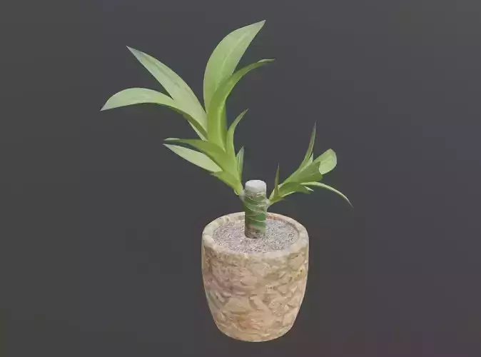 Indoor Plant Low-poly 3D model Low-poly 3D model