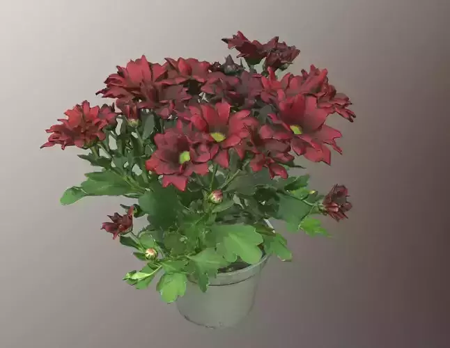 Chrysanthemum flower in pot