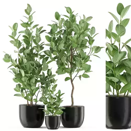 Plants collection 458