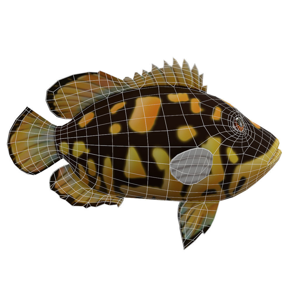 Tripletail Fish Cartoon Animated Low-poly 3D model_4