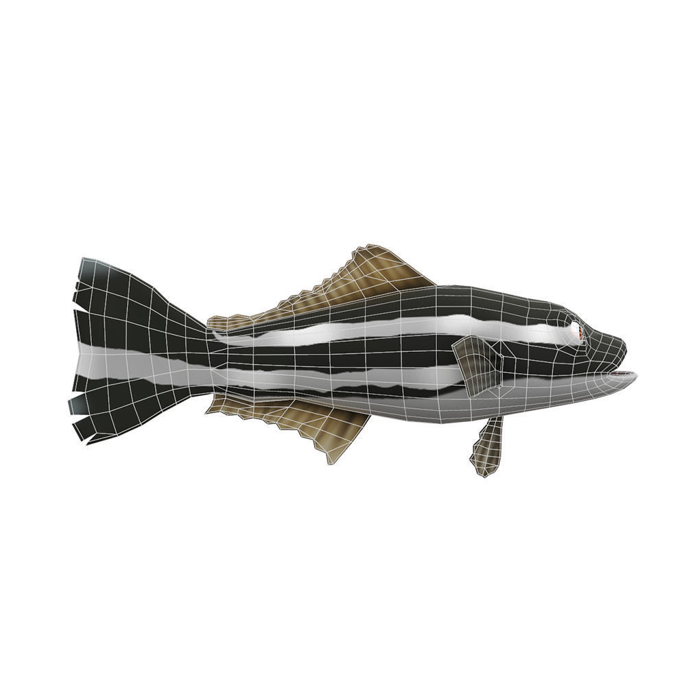 Cobia Fish Cartoon Animated Low-poly 3D model_4