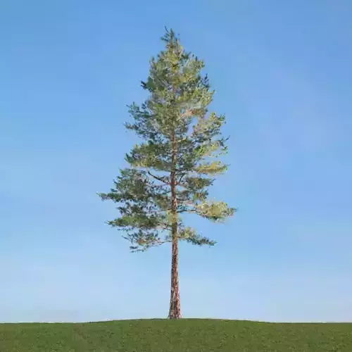 Tall Conifer Tree 3D model