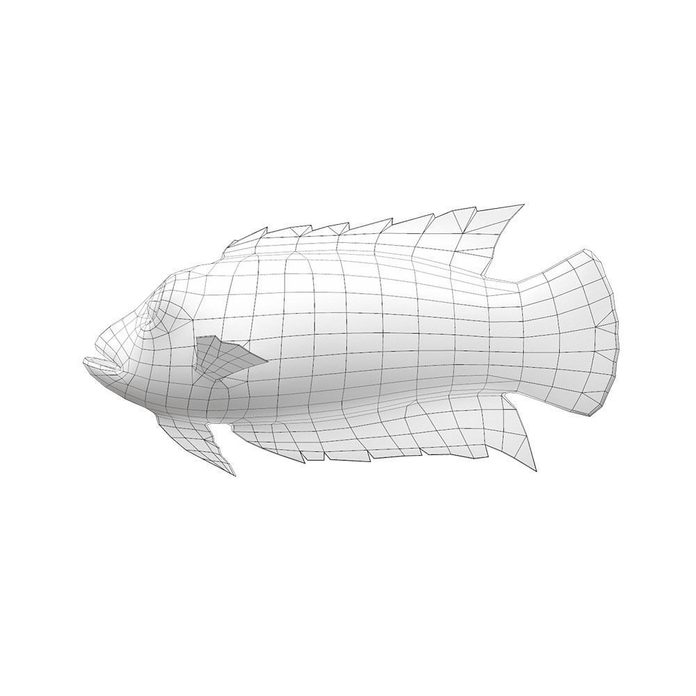 Ornate Climbing Perch Fish Animated Low-poly 3D model_3