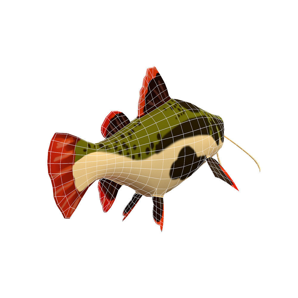 Red Tail Cat Fish Cartoon Animated Low-poly 3D model_2