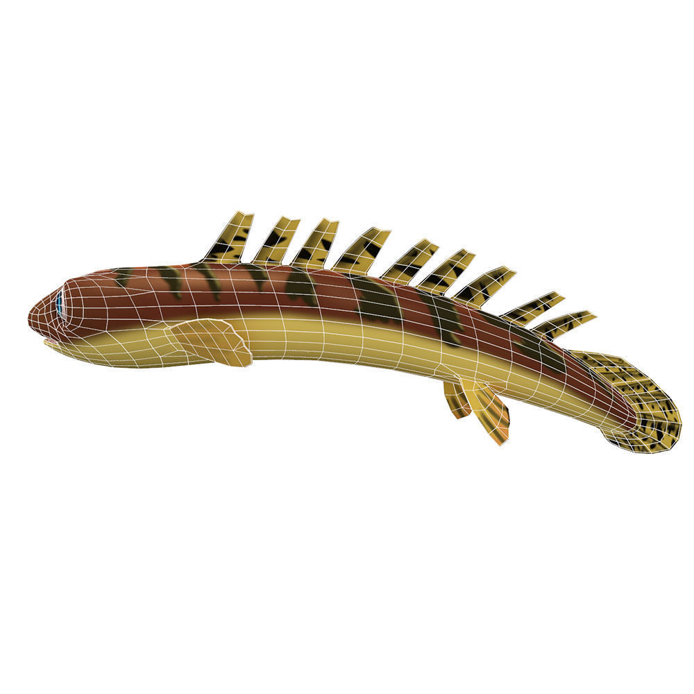 Barred Bichir Fish Cartoon Animated Low-poly 3D model_2
