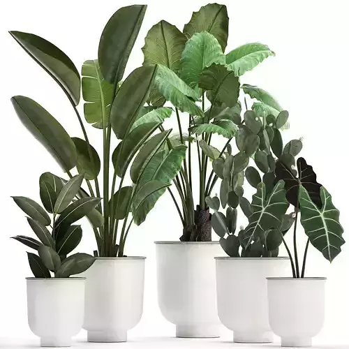 Collection of decorative plants in white flowerpots 886