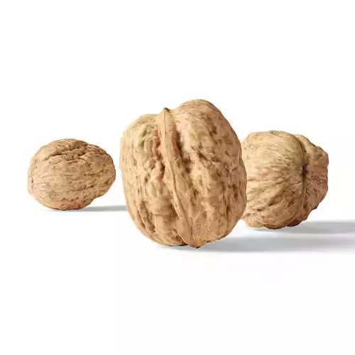 Walnut v1 