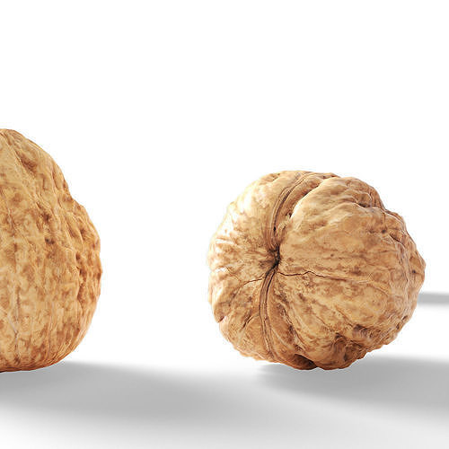 Walnut v1  3D model 4