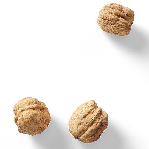 Walnut v1  3D model 5