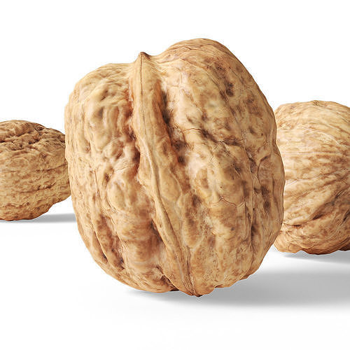 Walnut v1  3D model 2