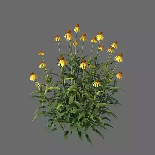 XfrogPlants Yellow Coneflower - Echinacea Paradoxa  3D model