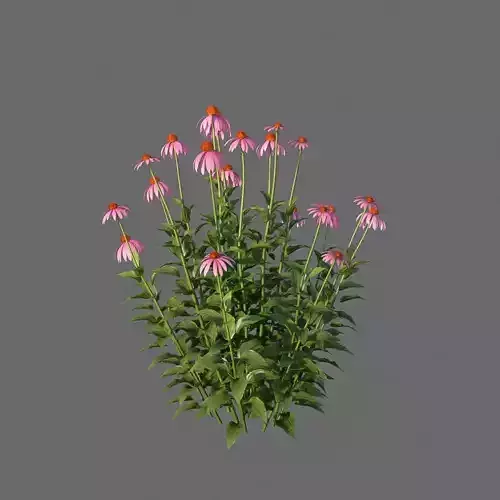 XfrogPlants Echinacea Purpurea  3D model