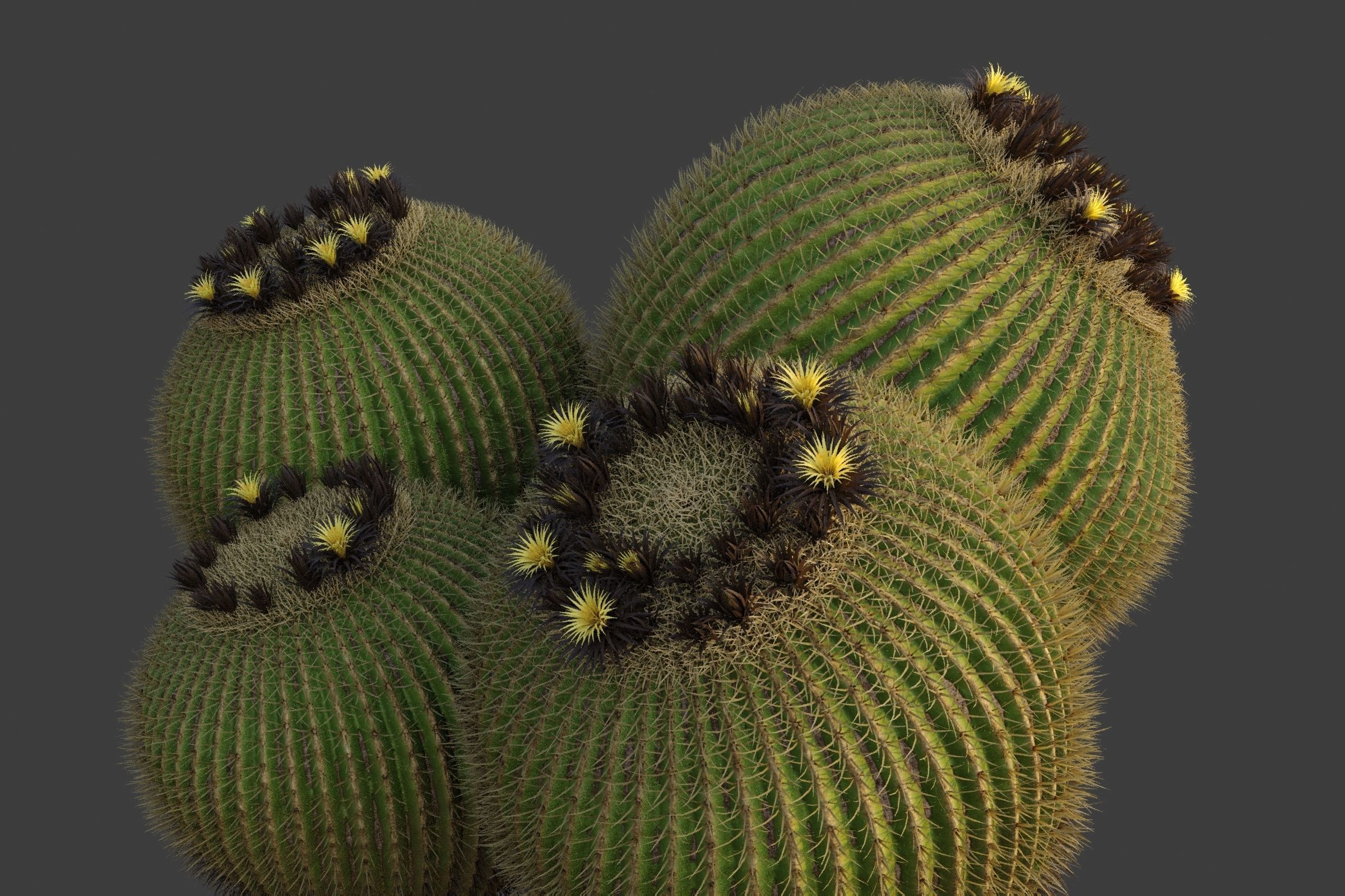 XfrogPlants Golden Ball- Echinocactus Grusonii  3D model_3